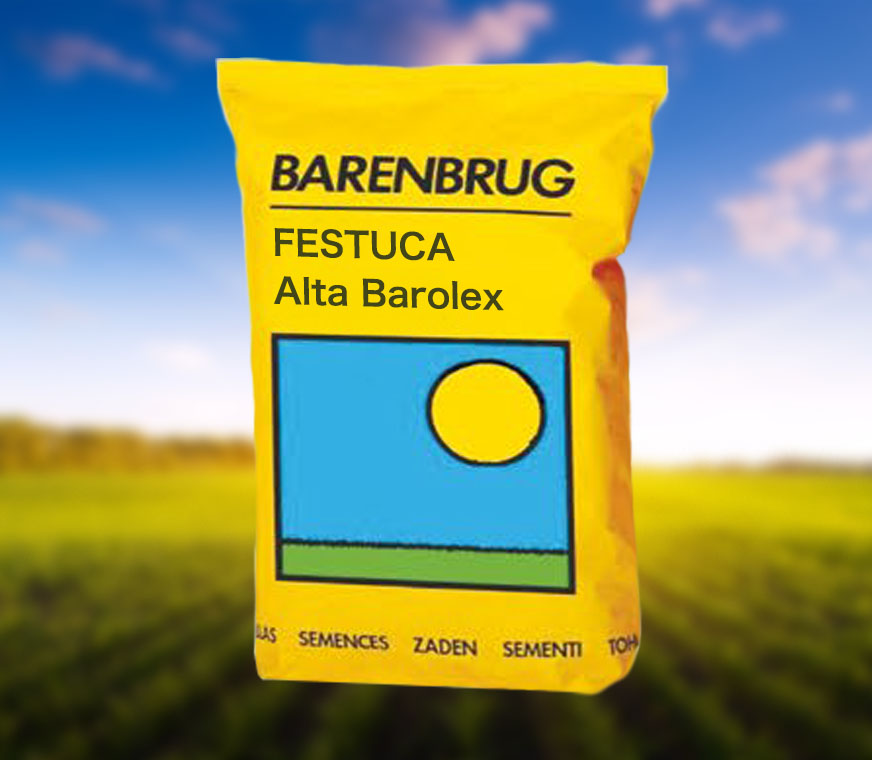 FESTUCA-Alta-Barolex-.jpg