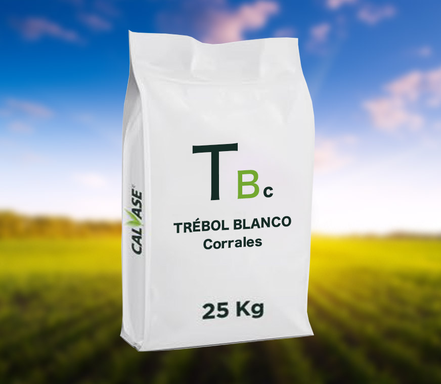 Trebol-Blanco-Corrales.jpg