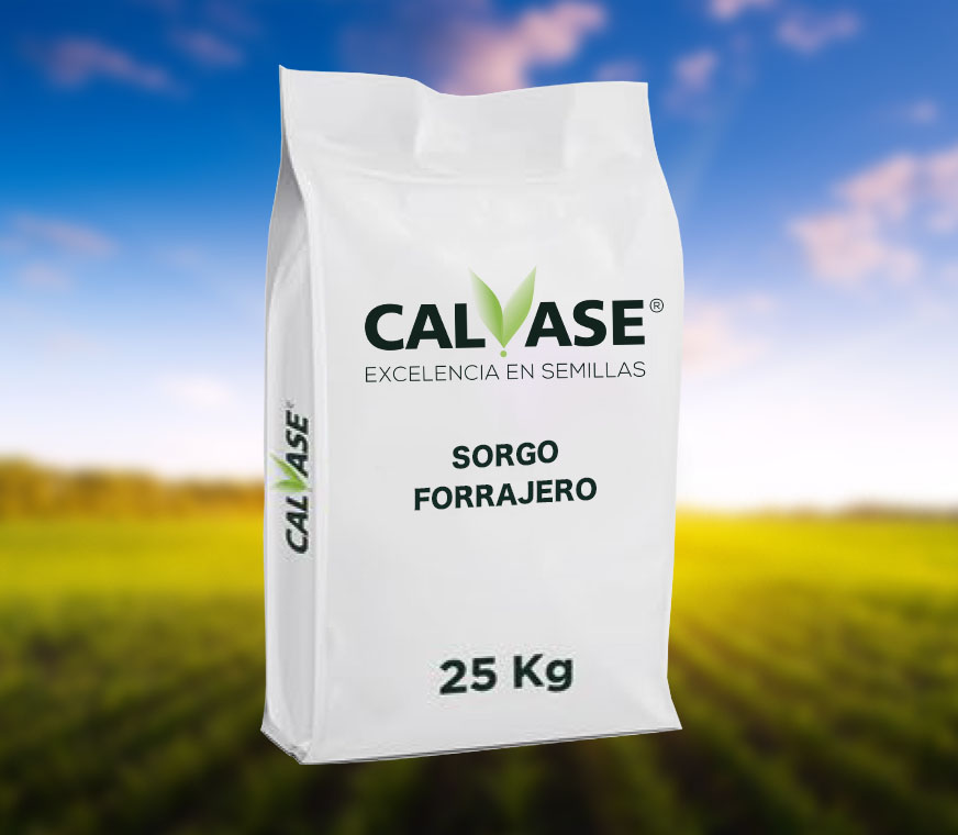 CALVASE_Sorgo_Forrajero.jpg