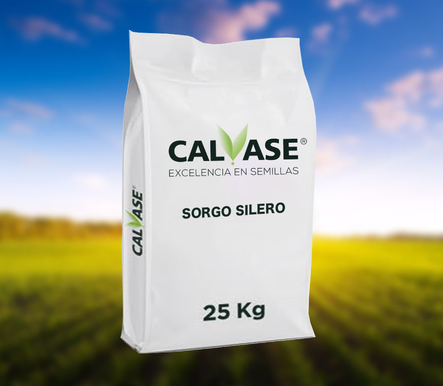 CALVASE_Sorgo_Silero.jpg