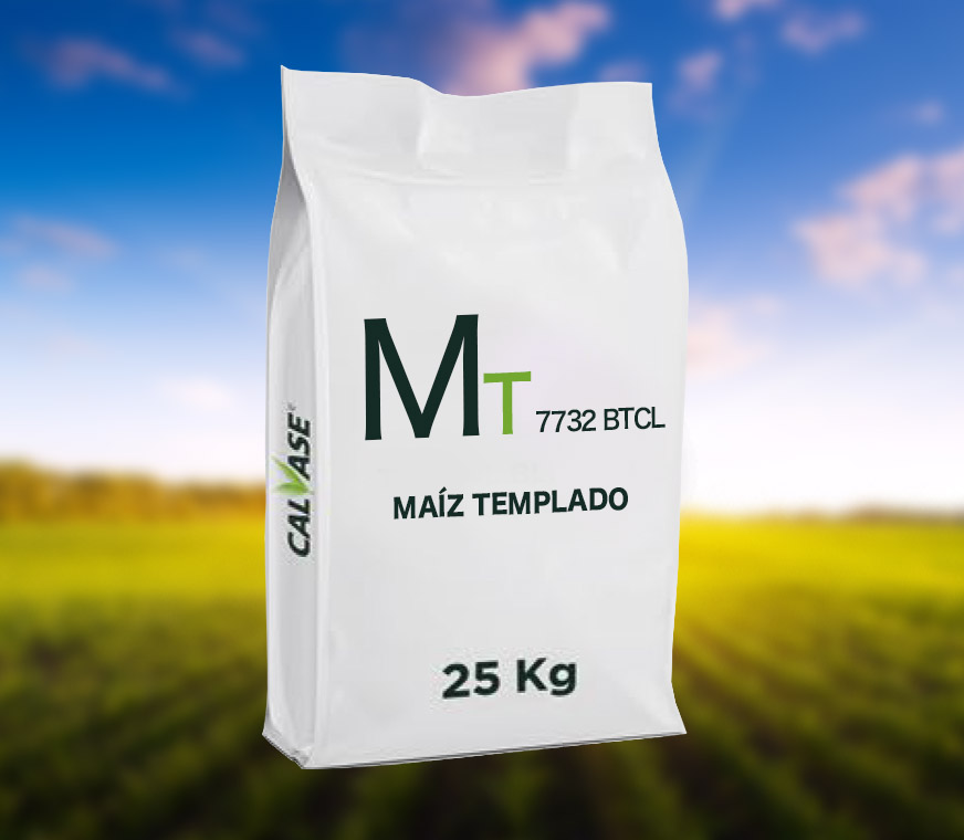 Maiz-Templado-7732-BT-CL.jpg