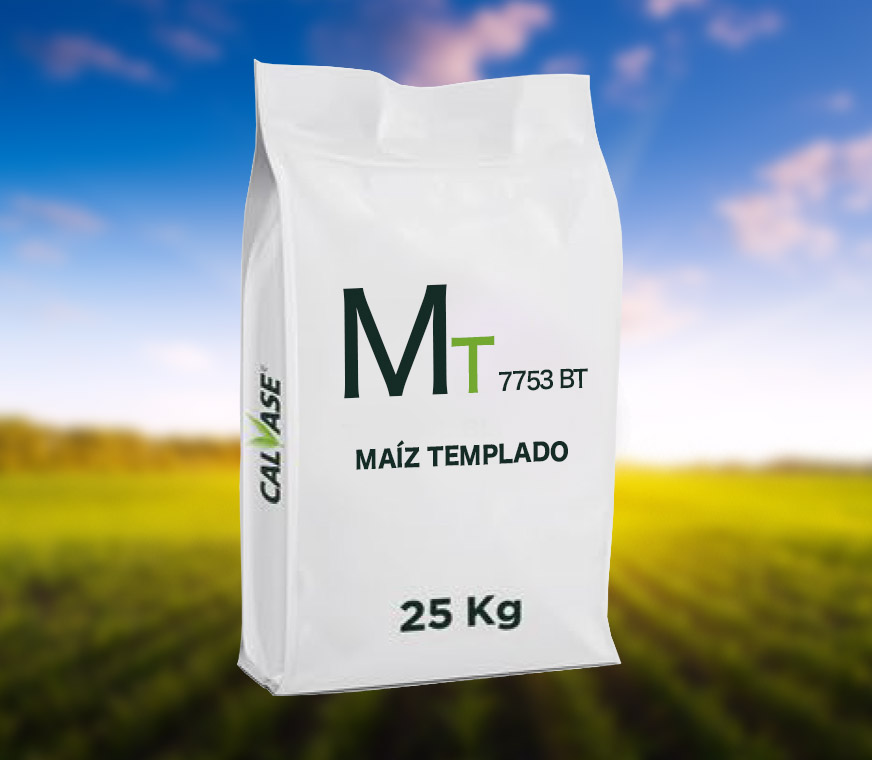 Maiz-Templado-ARG-7753-BT.jpg
