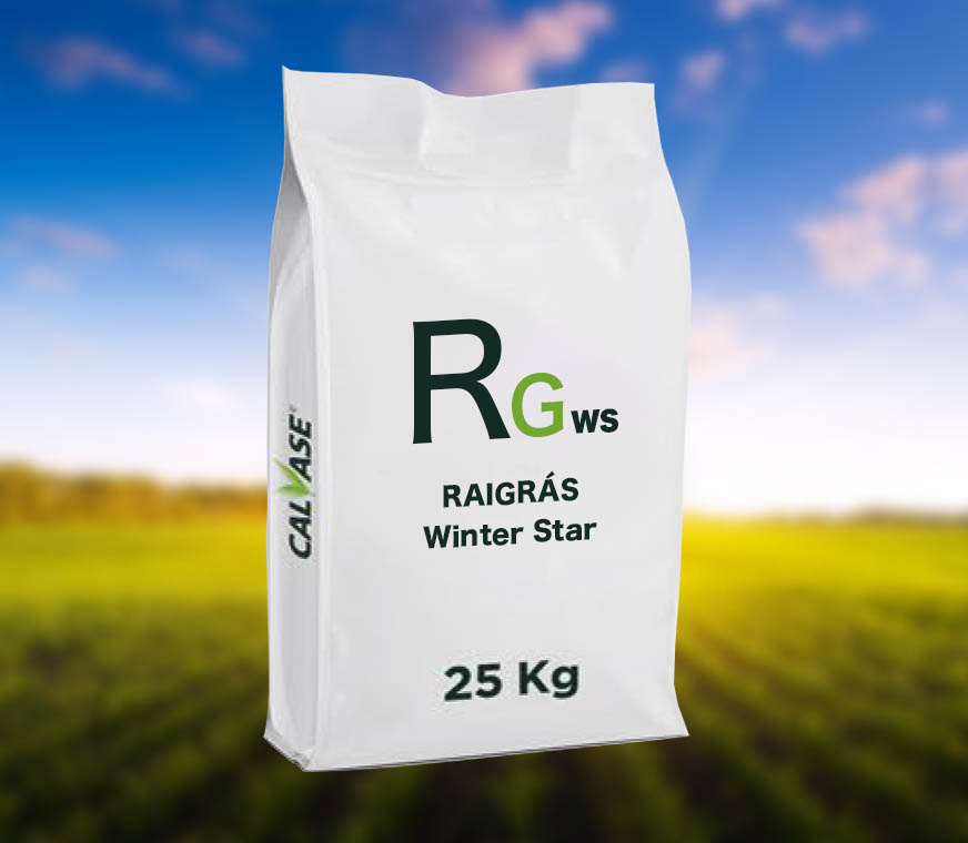 Raigras-Winter-Star.jpg