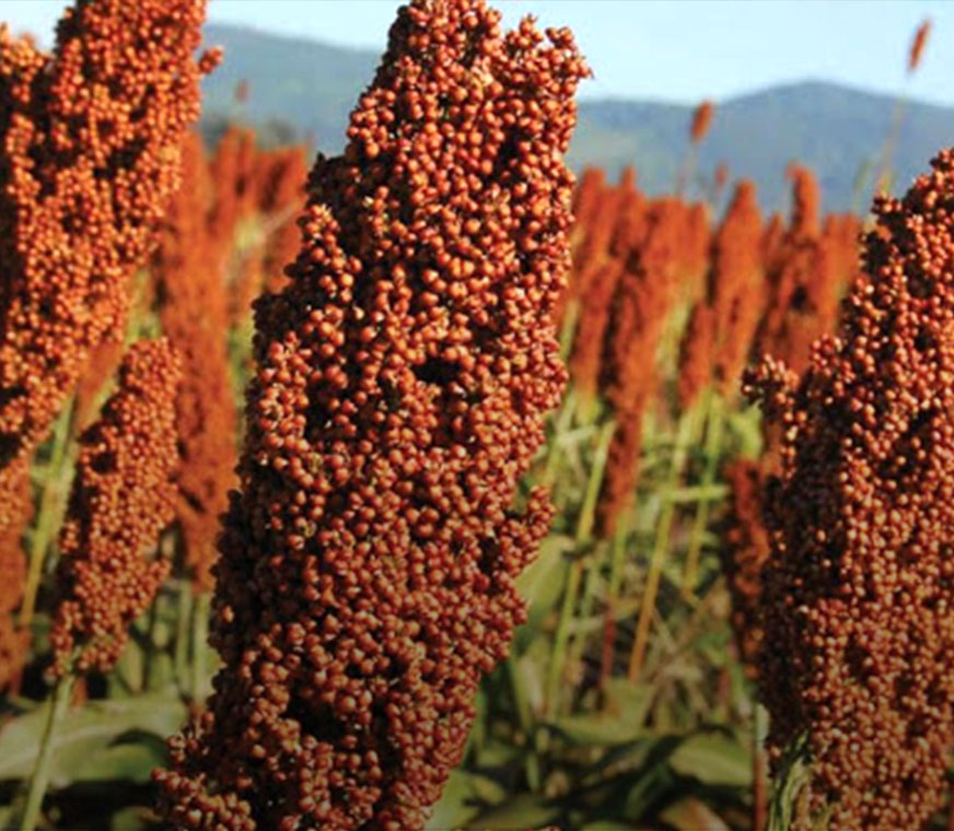 SORGO.jpg