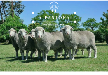 Remate La Pastoral de Capurro